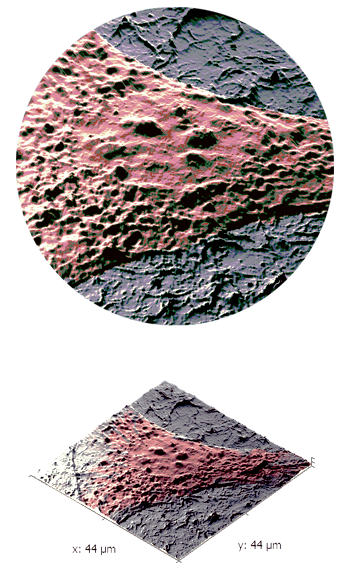 AFM artistic visualistation of HEF cell on carbon nanotube substrate