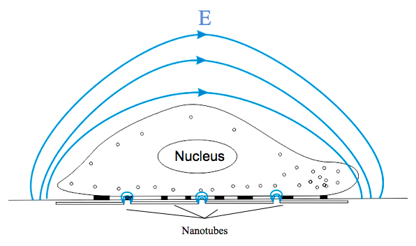 Local electric field distribution around the cell on nanotubes
